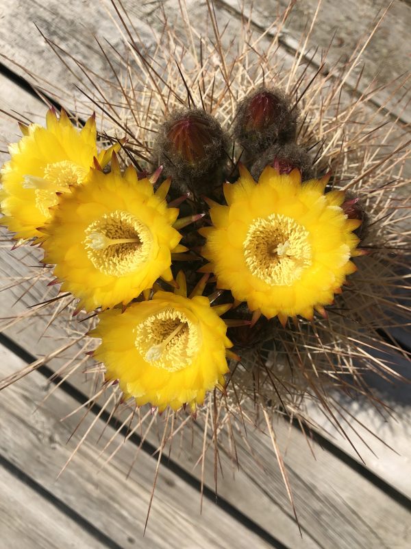 Specimen Cactus Cactus Kingdom Cacti and Succulents
