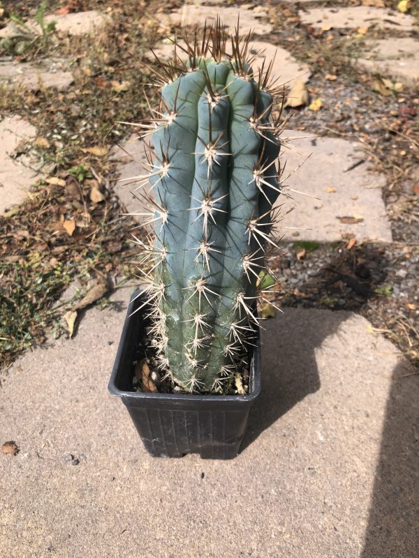 Browningia Hertlingiana | Blue Cereus Cactus