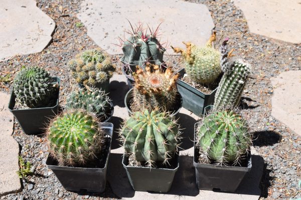 Large Cactus Mix