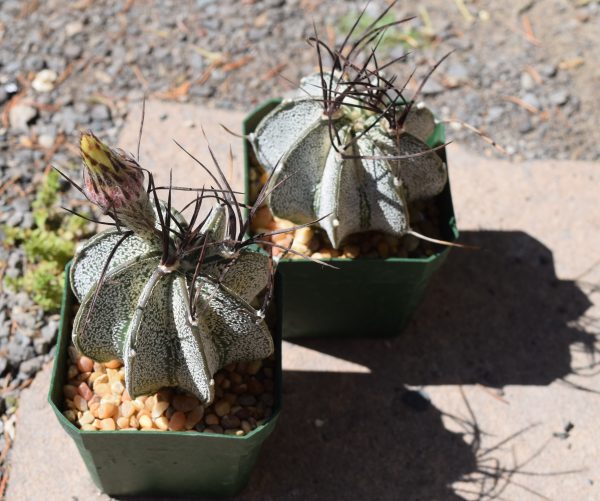 Astrophytum Capricorne Cactus