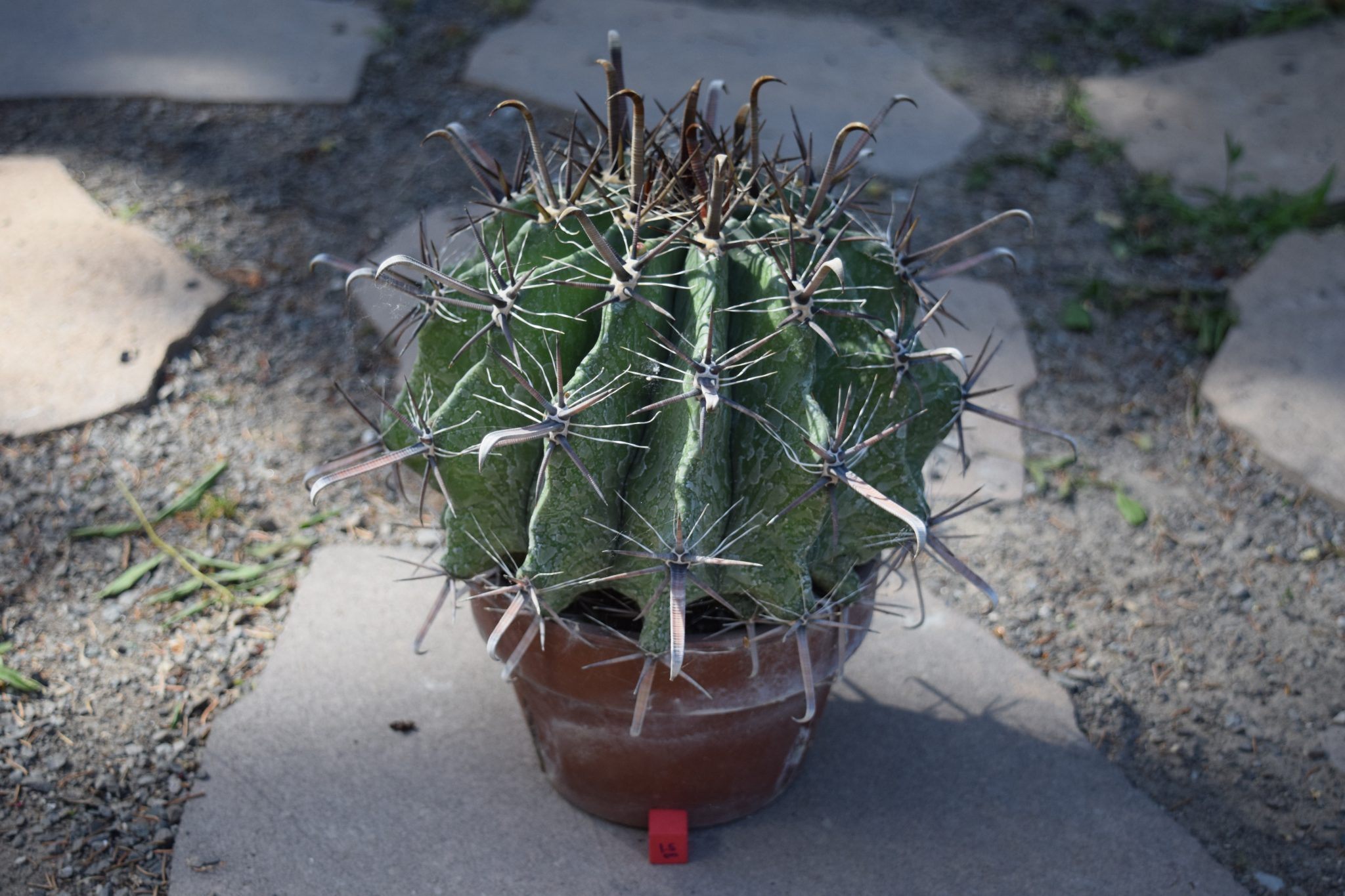 Ferocactus Viridescens Specimen Cactus Cactus Kingdom Cacti and Succulents