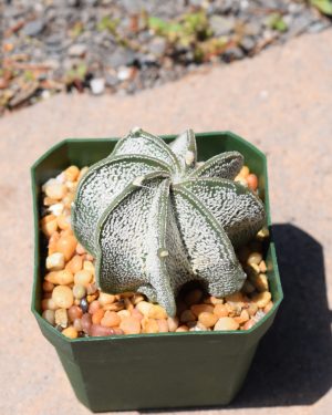 Astrophytum Capricorne v Major White Cactus