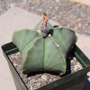 Astrophytum Archives - Cactus Kingdom