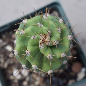 Cereus Forbesii cv. Spiralis