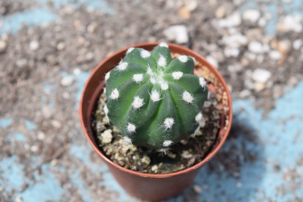 Echinopsis Subdenudata Cactus
