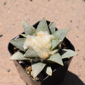 Ariocarpus Retusus Cactus