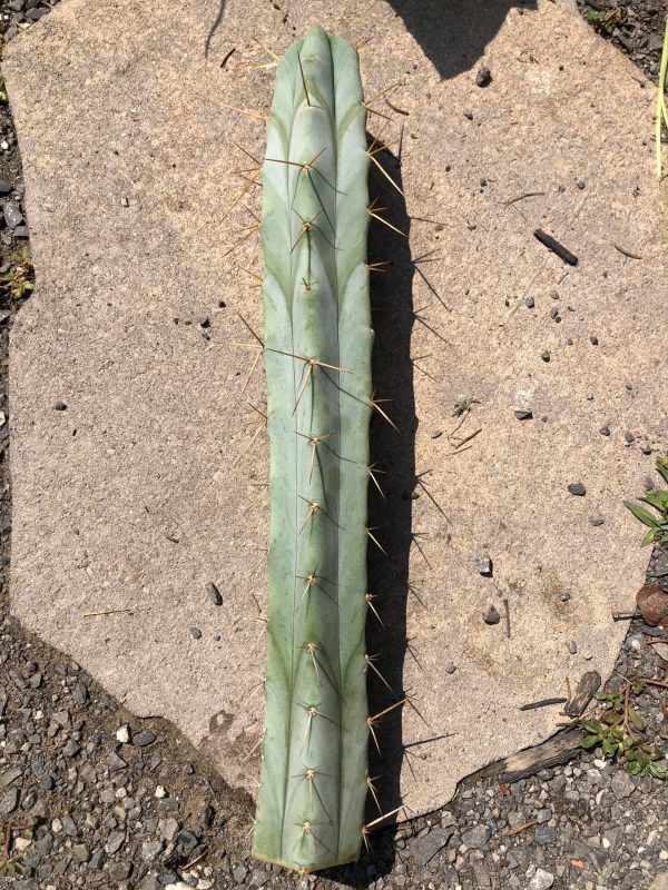 Trichocereus Bridgesii | Bolivian Torch Cactus Cutting