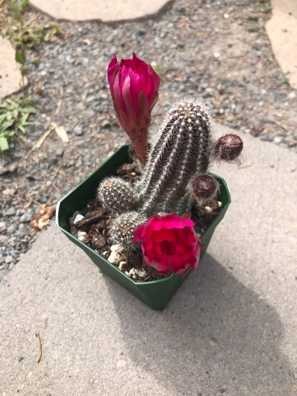 Rebutia cactus