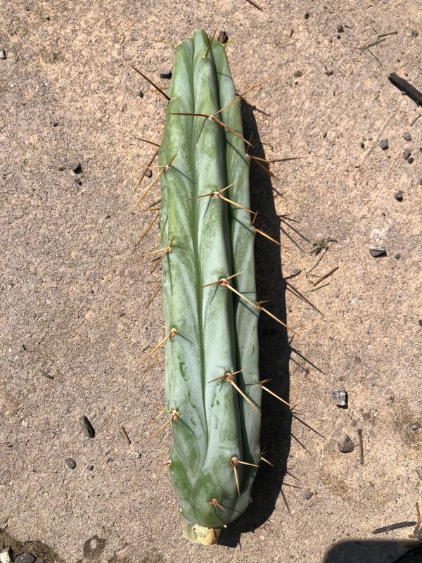 Trichocereus Bridgesii | Bolivian Torch Cactus Cutting