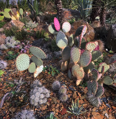 Opuntia Cold Hardy Species Mix | Perennial Prickly Pear Seeds
