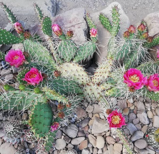 Opuntia Cold Hardy Species Mix | Perennial Prickly Pear Seeds