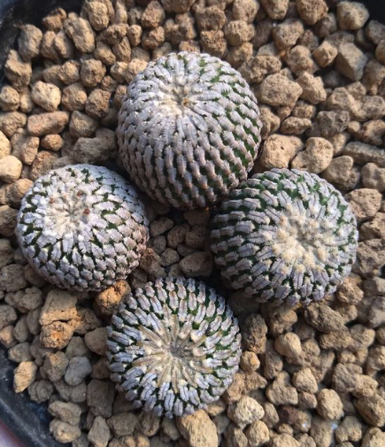 Pelecyphora Pseudopectinatus Cactus Seeds 