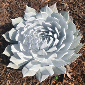 Dudleya Mix Succulent Seeds