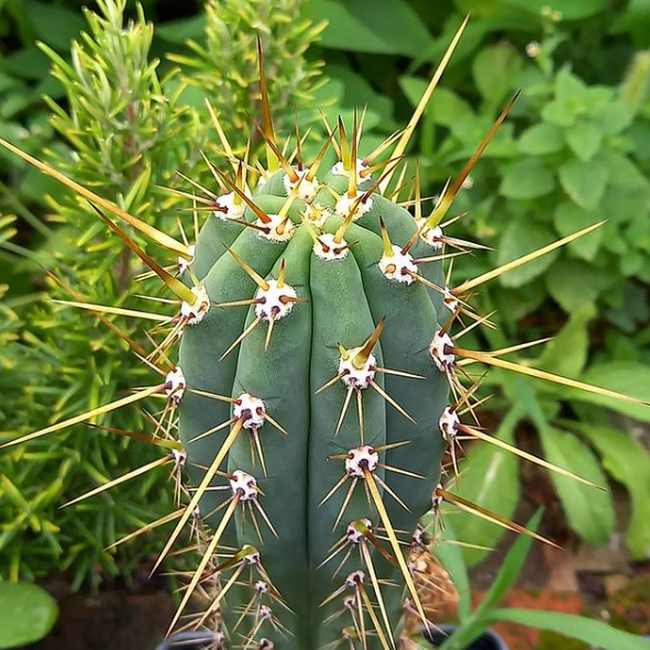Trichocereus Cuzcoensis Cactus Seeds