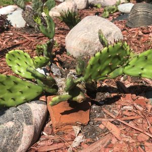Cold Hardy Prickly Pear | Spineless Opuntia Cactus