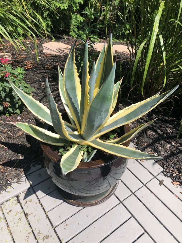 Agave Americana Yellow Edge | Variegated Agave