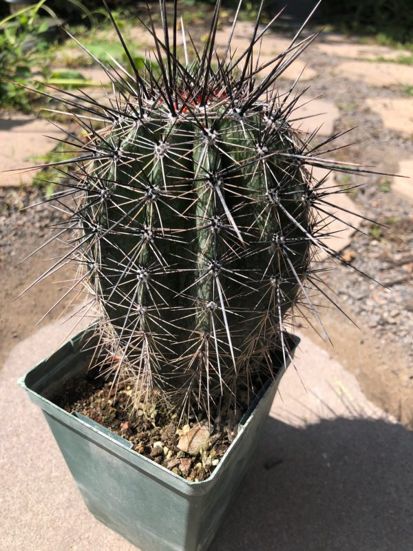 Carnegiea Gigantea | Giant Saguaro Cactus