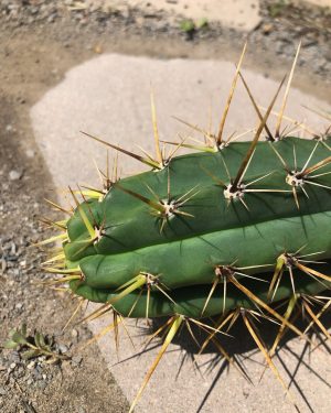 Trichocereus Peruvianus Cuzcoensis  | Peruvian Torch Cactus Cutting