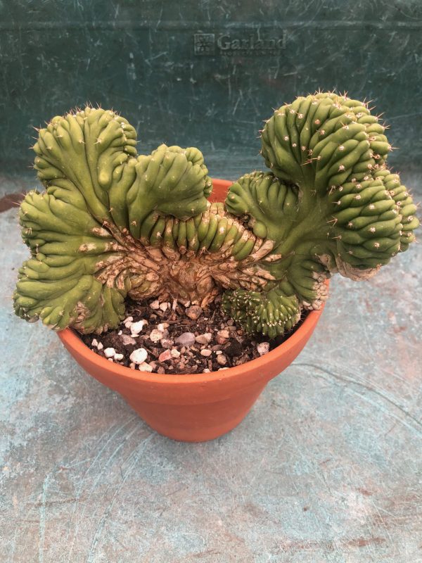 Trichocereus Pachanoi f . Cristata | San Pedro Cactus Crest