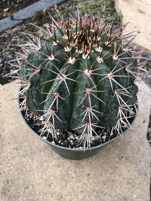 Melocactus Concinnus Cactus 