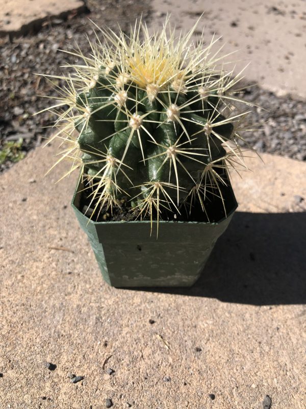 Golden Barrel Cactus | Echinocactus Grusonii
