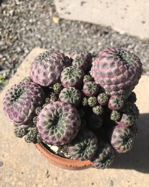 Sulcorebutia Rauschii Cactus 