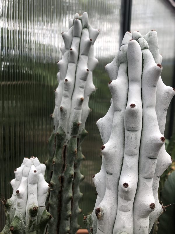 Stenocereus Beneckei Cactus
