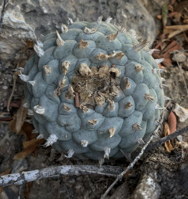 Lophophora Williamsii var. Nuevo Yucatan