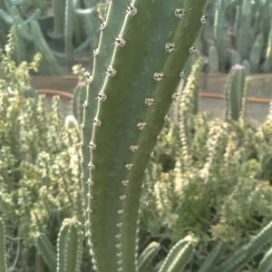 Harrisa Jusbertii Cactus Seeds