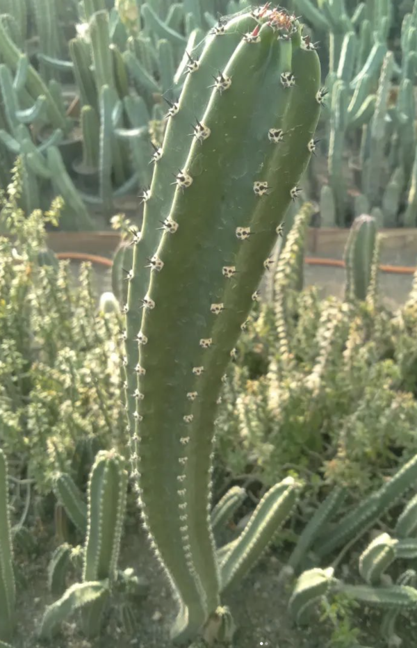 Harrisa Jusbertii Cactus Seeds
