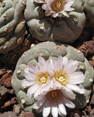 Lophophora Decipiens Cactus Seeds 