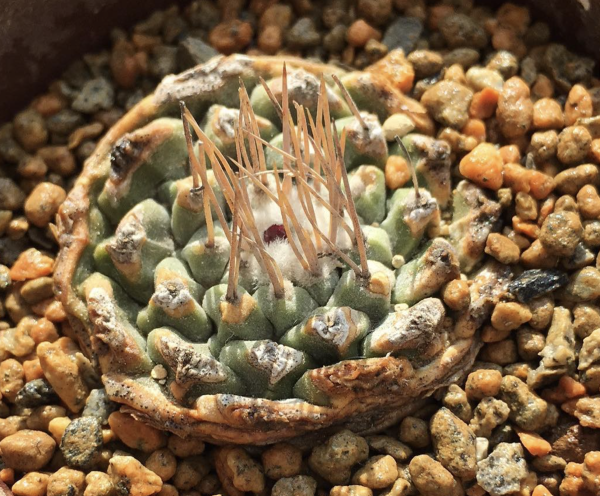 Strombocactus Pulcherrimus Cactus Seeds