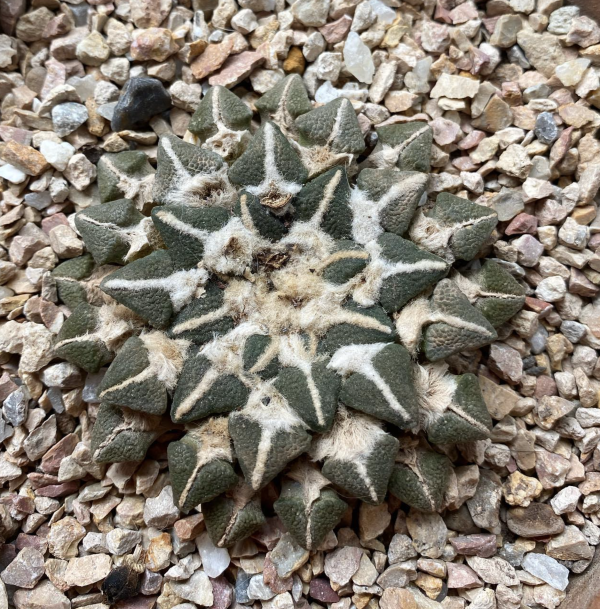 Ariocarpus Kotschoubeyanus v. Elephantidens Cactus Seeds