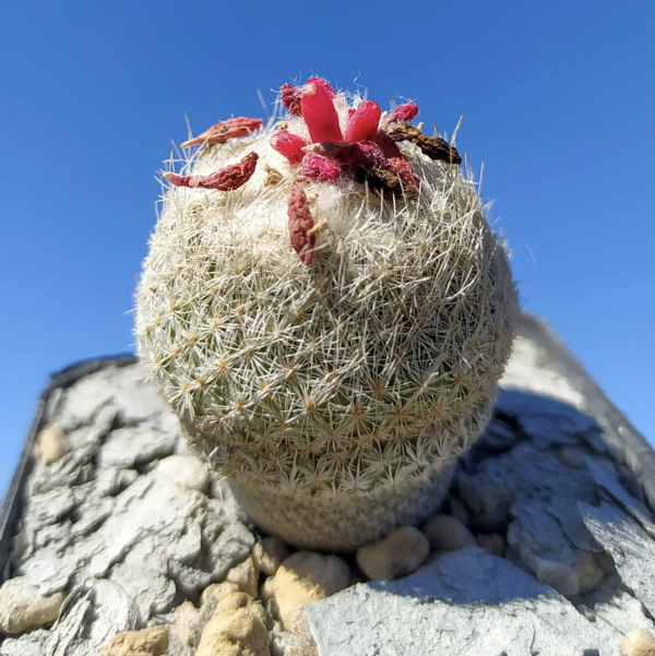 Epithelantha Neomexicana Cactus Seeds