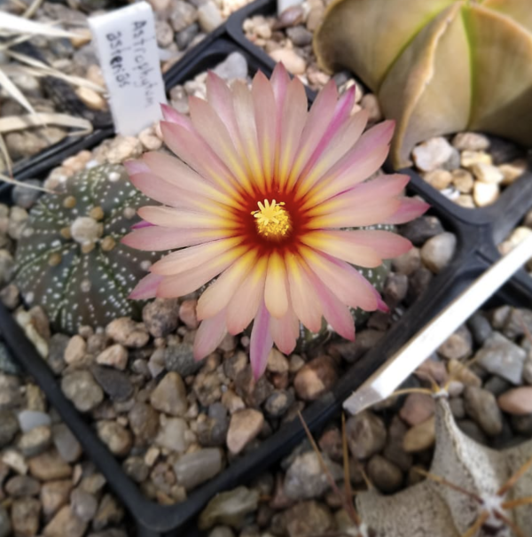Astrophytum Asterias Pink Flower Cactus Seeds