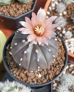 Astrophytum Asterias Pink Flower Cactus Seeds