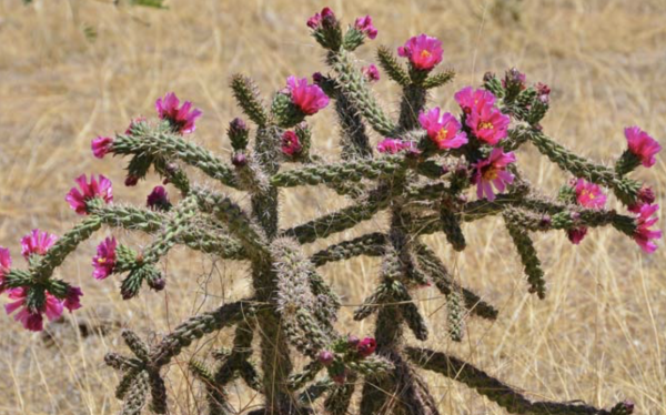 Cylindropuntia Spinosior | Spiny Cholla | Cold Hardy Cactus Seeds