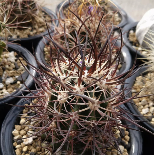 Echinocereus Cold Hardy Species Mix | Frost Tolerant Cactus Seeds