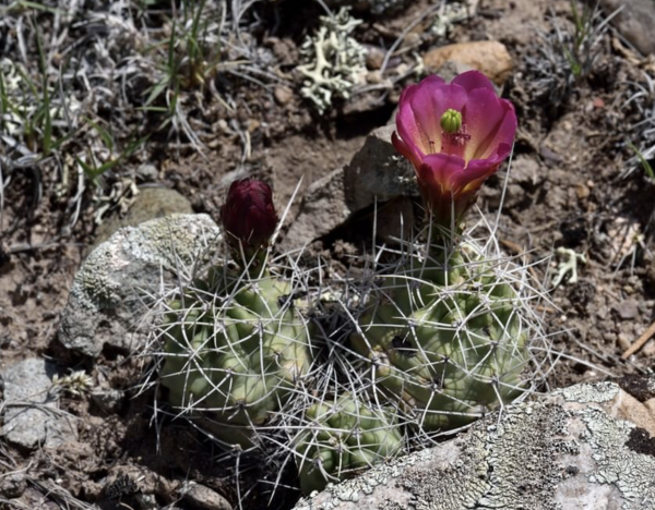Echinocereus Cold Hardy Species Mix | Frost Tolerant Cactus Seeds