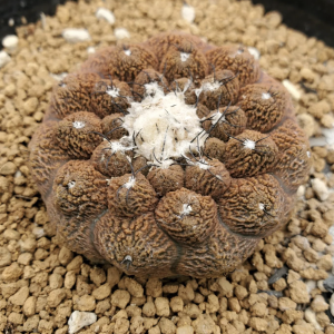 Copiapoa Hypogaea cv. Lizard Skin Cactus Seeds
