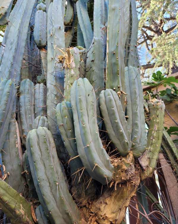 Trichocereus Bridgesii Cactus Seeds |Bolivian Torch