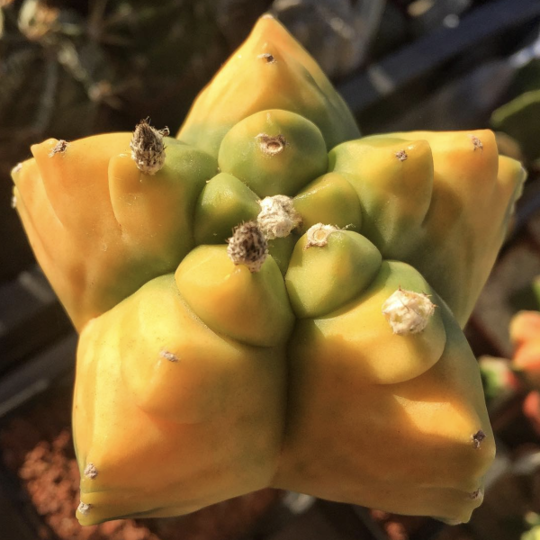 Astrophytum Myriostigma Mutant Mix Cactus Seeds