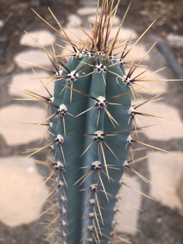 Blue Cactus | Pseudopilocereus Pachycladus Specimen Cactus