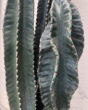 Cereus Peruvianus Cactus