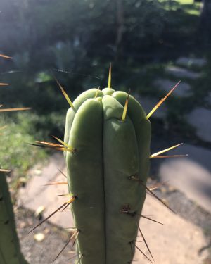 Trichocereus Bridgesii cv DreDrop | Bolivian Torch Cactus Cutting