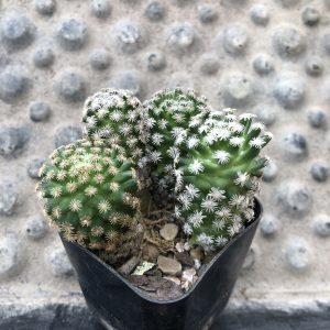 Mammillaria hernandezii