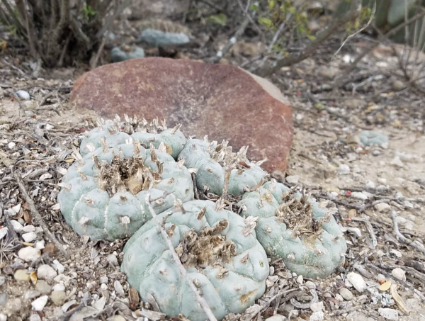 Lophophora Williamsii v Cardona Cacti Seeds 