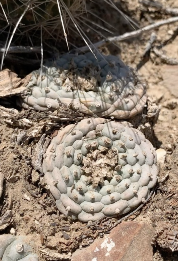 Lophophora Williamsii v Sandia El Grande Cactus Seeds