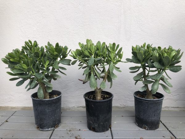 Jade Plant | Crassula Ovata Bonsai