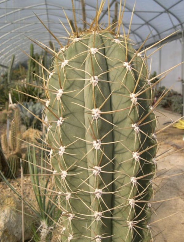 Trichocereus Escayachensis Cactus Seeds